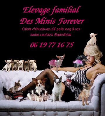 des Minis Forever - CHIOTS POILS LONG & RAS DISPONIBLES !!