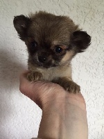 des Minis Forever - Chihuahua - Portée née le 14/12/2015