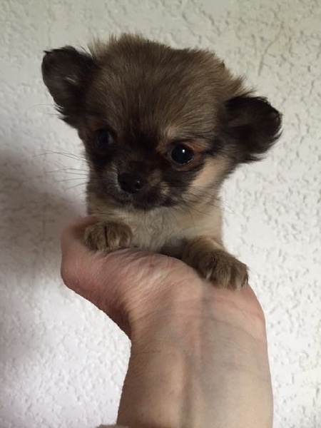 des Minis Forever - Chiot disponible  - Chihuahua