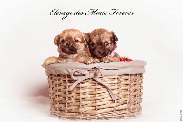 des Minis Forever - Chiot disponible  - Chihuahua