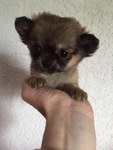 des Minis Forever - Chiots disponibles - Chihuahua